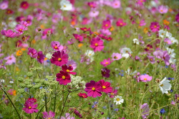  A marvelous flowery field in the summer and the breaking of the vineyards in the fasciono of the valley of the Loire