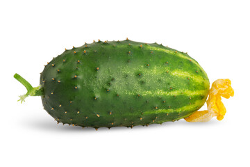 fresh green cucumber with pimples and a flower, isolate on a white background