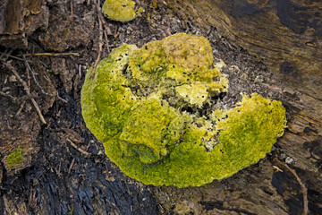 Green fungus on death tree stem