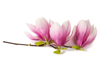 Canvas Print - Pink Magnolia flowers