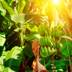 Wall Mural - A bunch of bananas ripens on a palm tree in a tropical garden and sun.