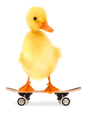 Cute Cool Duckling With Skateboard Funny Conceptual Image