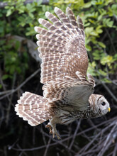 Closeup Of A Barred Owl In Flight Through The Mangroves Of Everglades National Park In Florida, USA