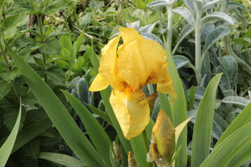 Sticker - Yellow irises bloom in summer in the garden