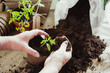 Gardener hands transplanting young tomatoes seedlings sprouts in peat pots soil. Organic cultivation of vegetables, green gardening. Healthy lifestyle concepts.