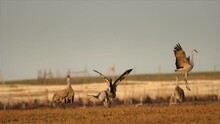 Sandhill Cranes In Flight Birds Fly Flying