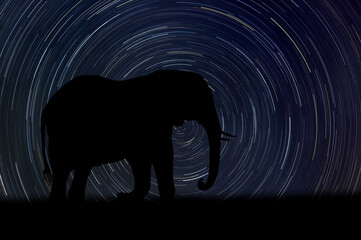 Sticker - Elephant at night with startrail in the background