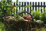 Fototapeta  - kosz dojrzałych owoców w wiejskim ogrodzie