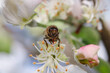 pszczoła, zbliżenie języczka wybierającego pyłek