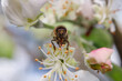 pszczoła narządy zbierające pyłek i nektar z kwiatu owocowego drzewa