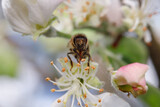 Fototapeta  - pszczoła narządy zbierające pyłek i nektar z kwiatu owocowego drzewa