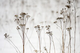 Fototapeta  - suche kwiaty i trawy na zaśnieżonej białej łące 