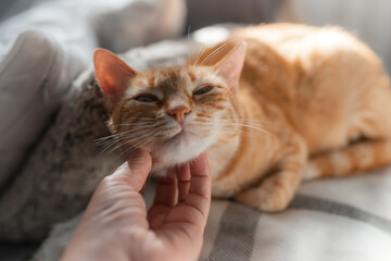 Wall Mural - a human hand strokes the head of a brown tabby cat