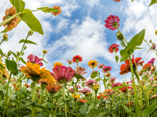 Bright Colorful Zinnias Wildflowers From Below Aganist A Partly Cloudy Blue Sky Taken With A Fisheye Lens