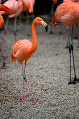 Canvas Print - Phoenicopterus ruber - Close-up on a flamingo among others.