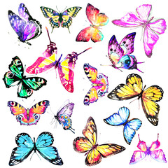 Canvas Print - beautiful color butterflies,set, isolated  on a white