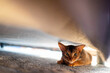 Cute Abyssiniancat hiding under the bed.