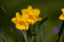 Two Daffodils Bloom In The Green