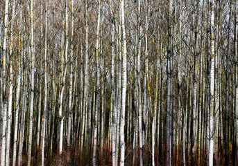 European white birch forest in abstract frontal view. spring scene of white trunks in closeup view. dense under growth. spring season theme. artistic view. slender tree trunks. Betula pendula