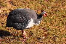 Domestic Guinea Fowl, Or Pearl Hen, A Domesticated Form Of The Helmeted Guineafowl (Numida Meleagris) On Green Grass