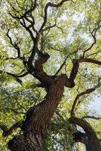 Quercus Virginiana, Also Known As The Southern Live Oak