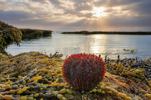 A Red Sea Urchin Sitting On Seaweed Beside A Rock Pool In Front Of A Sunset Sky