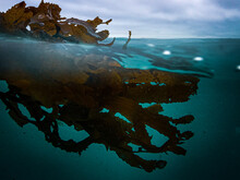 Closeup Brown Seaweed Floating Half Submerged In Aqua Blue Waters