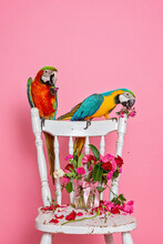 Macaws In Studio On Pink