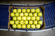 © littlewolf1989 - Top view of crate full with green organic apples being transported on conveyer belt in food processing factory.