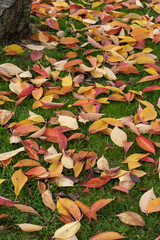 Wall Mural - Bird Cherry (Prunus padus) tree leaves in autumn in East Grinstead