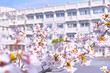 日本の春。満開の桜と校舎のイメージ
