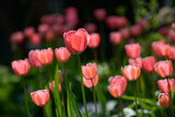 Fototapeta Tulipany - nature
