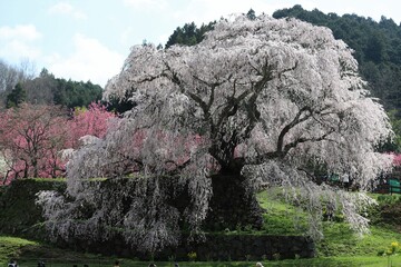 Poster - 奈良県　満開の又兵衛桜