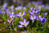 Fototapeta Kwiaty - Purple crocus vernus flower peeking through the grass and mulch in early spring