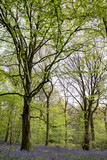 Fototapeta Natura - Bluebells in Staffhurst Woods near Oxted Surrey
