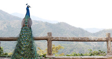 Peacock Perched On The Fence On A Clear Day With The Mountains In The Background.