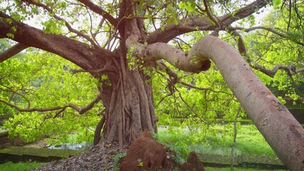 Wall Mural - Gnarled Tropical Tree at Sri Lankan Historical Site