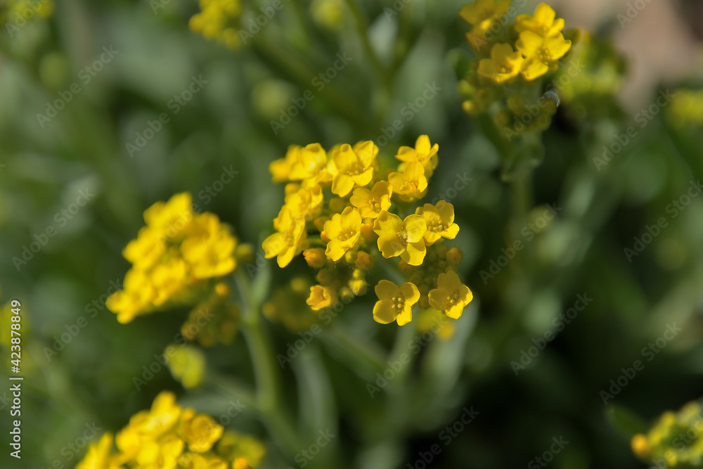 黄色い小さな花が集まって咲くアウリニア サクサティリス 別名 宿根アリッサム Plakat
