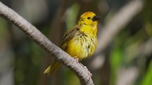 This Slow Motion Video Shows A Wild Taveta Golden Weaver Bird (Ploceus Castaneiceps) Perched On A Branch And Calling Out In Communication, Making Sounds And Chirps As It Opens It's Beak Wide.