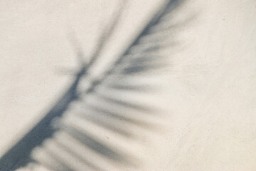 Wall Mural - abstract background texture of shadows leaf on a concrete wall
