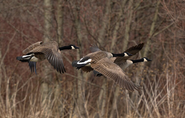 canadian geese in flight