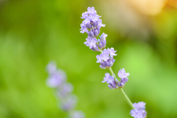 Sticker - Lavender flower bloom in the lavender fields flower garden background, Close up purple flowers