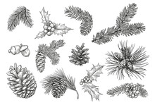 Pine Branches Isolated Hand Drawing Vector Illustration Set. Engraved Mistletoe, Fir Or Spruce Cones And Leaves Vintage Sketch. Plants And Christmas Concept