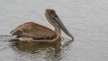 A Brown Pelican Moves Along The Shore Of A Salt Marsh Looking For Fish To Eat. 