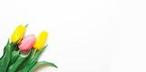 Fototapeta Tulipany - tulip flower on white background with copy space