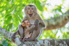 Love Nature, Mother And Baby Monkey In The Jungle Thailand.