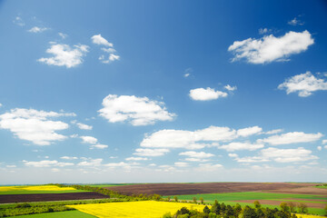 Vivid green grass on the spring field and fluffy white clouds on a sunny day.