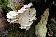 Shelf Fungus, Also Called Bracket Fungus (basidiomycete) Growing On A Fallen Tree