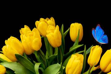 Canvas Print - bouquet of yellow tulips with a blue butterfly on a black background. flowers in the garden. moth postcard