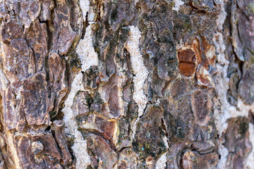 Abstract background. The bark of the tree is brown. Looks rough, charming. For making background, wallpaper, table pattern, counter.